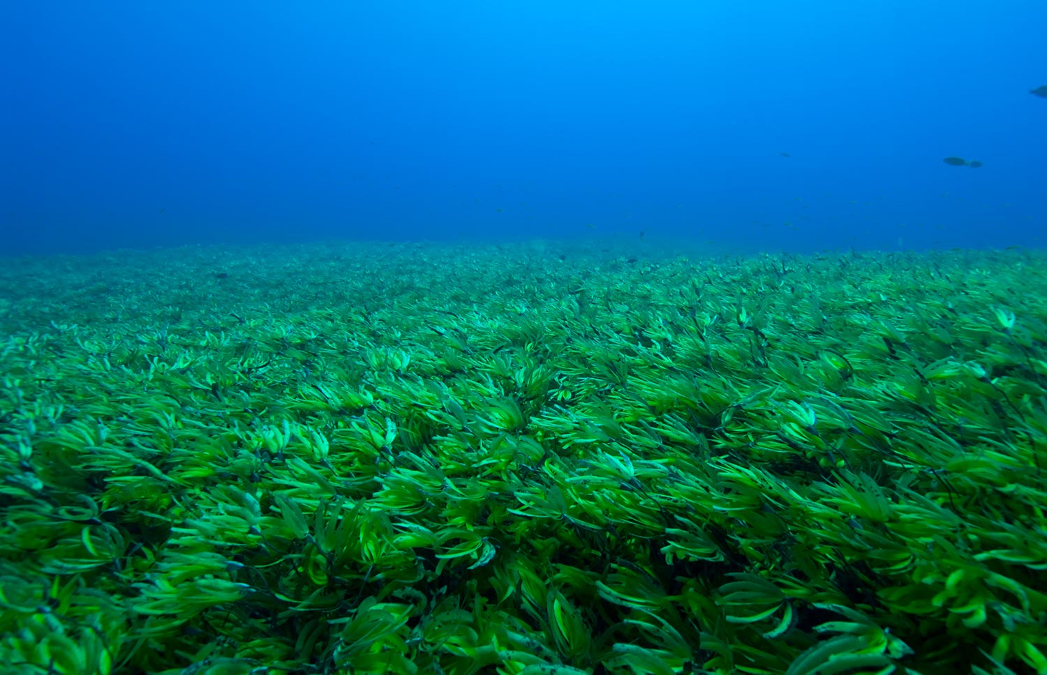 Carbon-Collectors-Seagrass-CO2-Storage